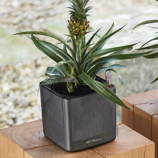 LECHUZA CUBE Glossy Poly Resin Table Self-watering Planter with Water Level Indicator
