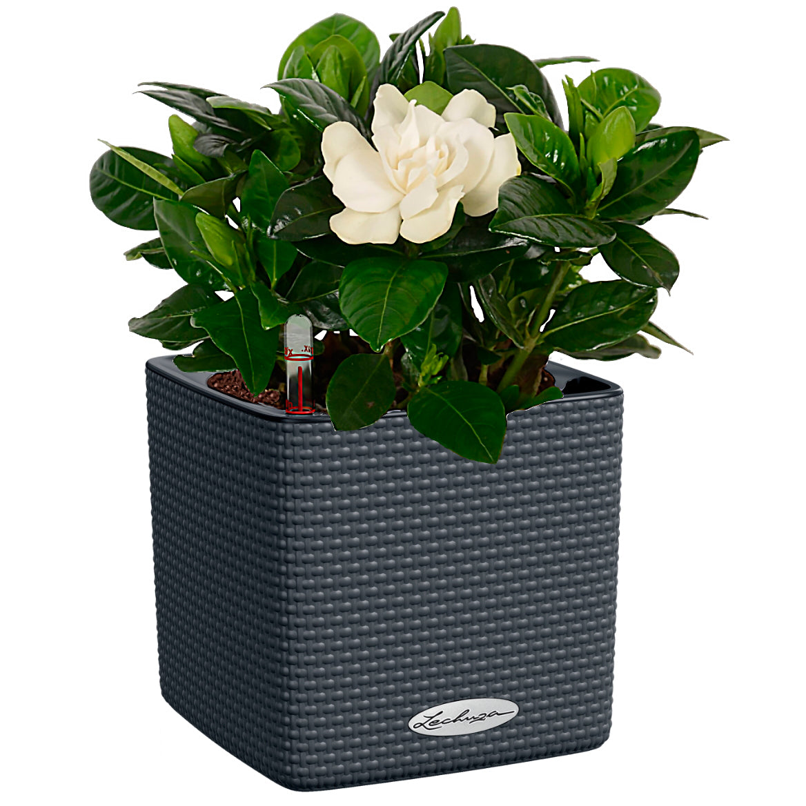 LECHUZA CUBE Color Poly Resin Table Self-watering Planter with Water Level Indicator