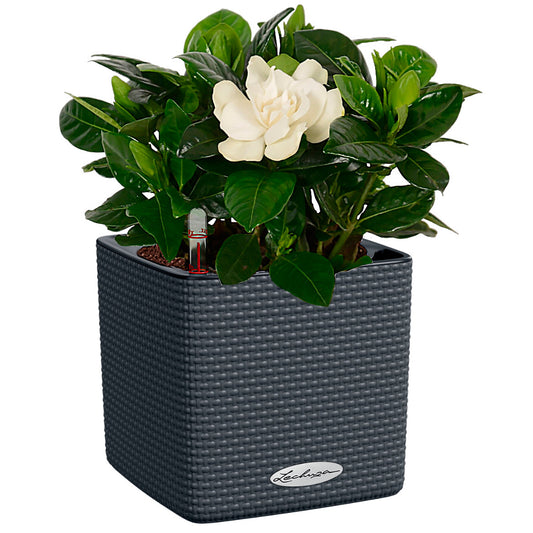 LECHUZA CUBE Color Poly Resin Table Self-watering Planter with Water Level Indicator