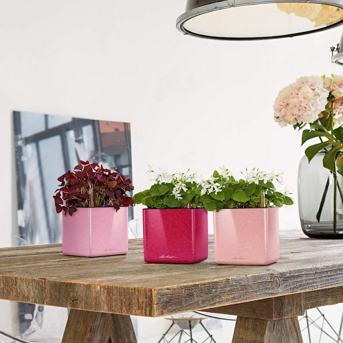 LECHUZA CUBE Glossy Kiss 14 Poly Resin Table Self-watering Planter with Water Level Indicator