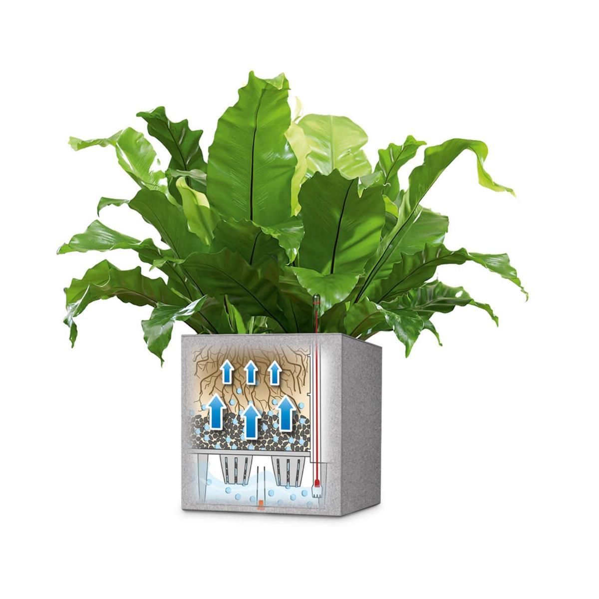 LECHUZA CANTO Stone 30 High  Poly Resin Floor Self-watering Planter with Substrate and Water Level Indicator